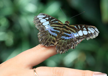 Impressionen vom Schmetterlingshaus auf der Insel Mainau
