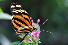 Impressionen vom Schmetterlingshaus auf der Insel Mainau