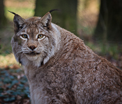 Tiere im Wildpark Anholter Schweiz: Luchs