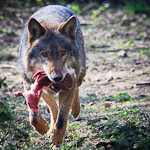 Tiere im Wildpark Anholter Schweiz: Wolf
