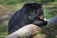 Tiere im Wildpark Anholter Schweiz: Kragenbär