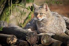 Tiere im Wildpark Anholter Schweiz: Wildkatze